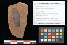 Foto (Objekt + Etikett) von Quercus palaeoilex Ettingshausen (NHMW-GEO-2024-0188-0866)